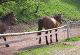 Gosti��e Celestina